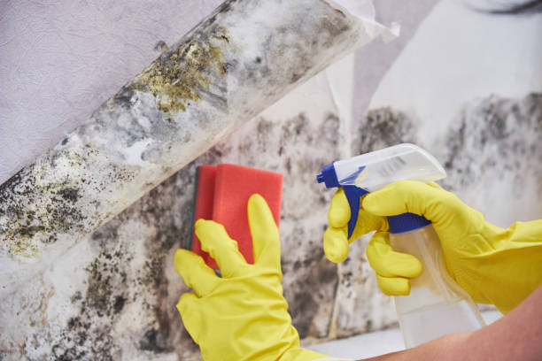 Best Basement Mold Removal  in South Fulton, TN